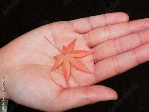 Obraz Red maple leaf resting on open palm
