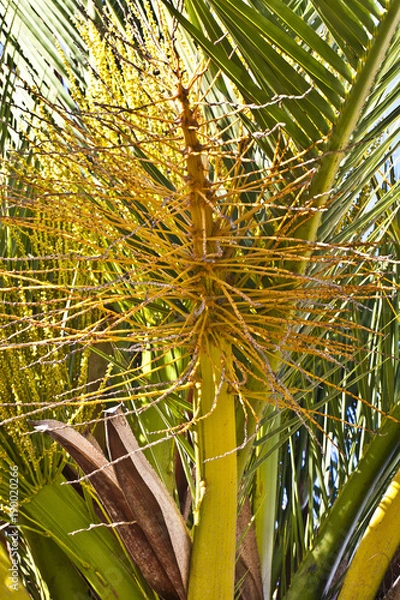 Fototapeta Palm Tree