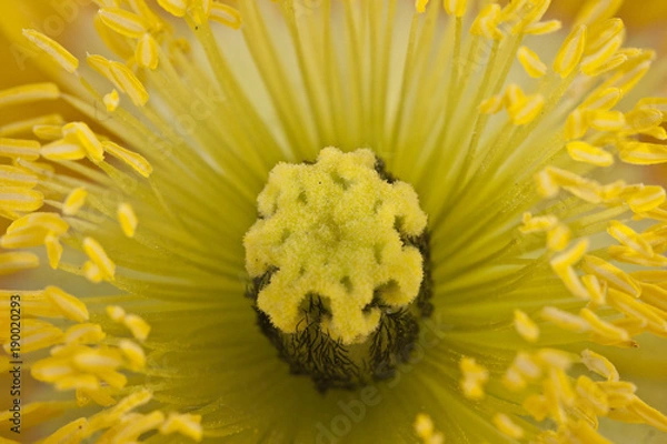Fototapeta Yellow Flower