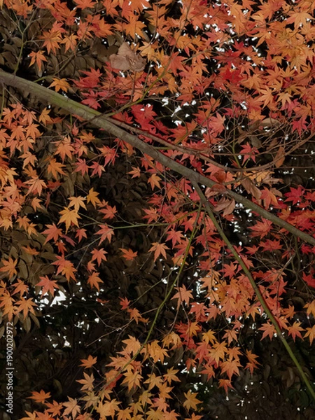 Obraz Maple tree with dense golden-orange autumn foliage