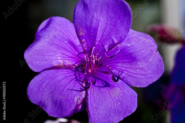 Fototapeta Purple Flower