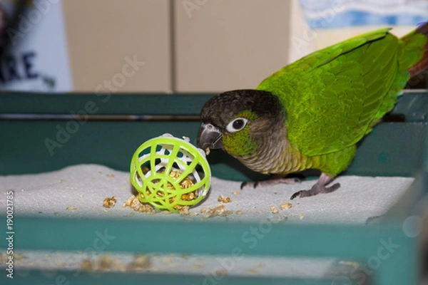 Fototapeta Green Cheek Conure Playing
