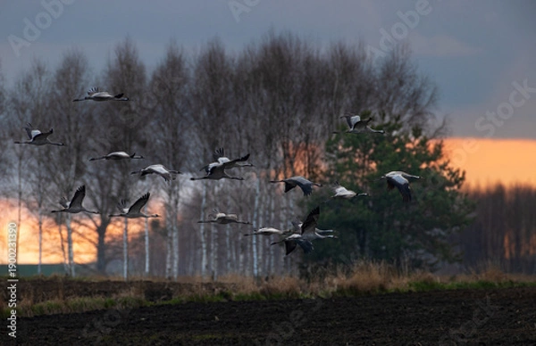 Obraz Cranes flying in formation during sunset migration