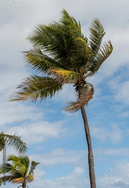 Obraz palm tree on blue sky