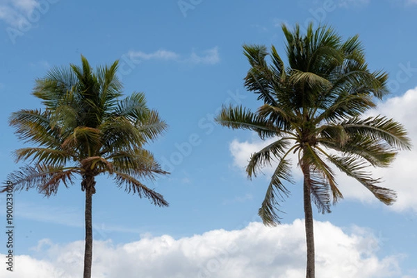 Obraz palm trees against blue sky