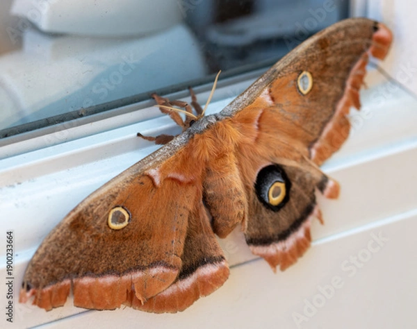 Obraz butterfly moth on the ground close up macro