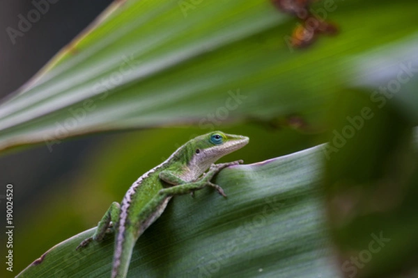 Fototapeta Anole