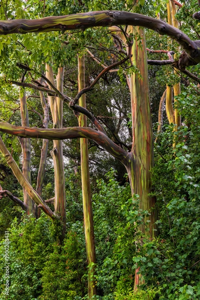 Obraz Rainbow Eucalyptus Grove