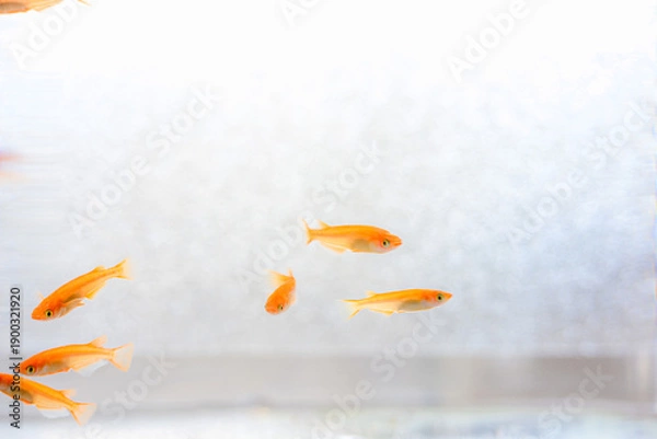 Obraz 水槽の中のメダカ