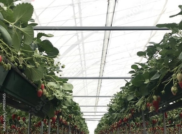 Fototapeta いちご