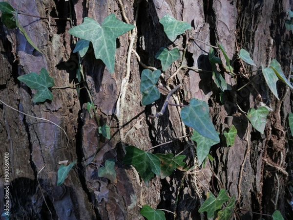 Obraz 冬枯れの森の散歩。陽だまりが優しい。マムシグサが朱色の実を付けたまま倒れていた。モノトーンの森の中、直射日光を浴びて、マムシグサはひと際鮮やかに目立っていた。森は、あたかも静かな長い眠りについているようだ。歩きつつ空を仰ぎ、足元のシダを眺め、樹木に絡みつく蔦を目で追った。ぐんぐん空に向かって伸びている蔦。誰も居ない森の中。でもたくさんの生命体が息づいている。私も息づいている。