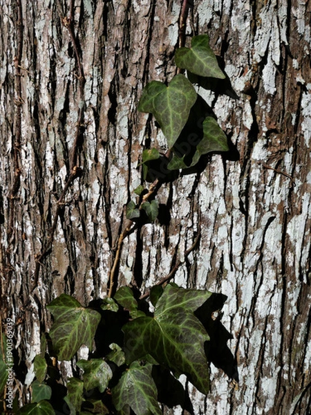 Obraz 冬枯れの森の散歩。陽だまりが優しい。マムシグサが朱色の実を付けたまま倒れていた。モノトーンの森の中、直射日光を浴びて、マムシグサはひと際鮮やかに目立っていた。森は、あたかも静かな長い眠りについているようだ。歩きつつ空を仰ぎ、足元のシダを眺め、樹木に絡みつく蔦を目で追った。ぐんぐん空に向かって伸びている蔦。誰も居ない森の中。でもたくさんの生命体が息づいている。私も息づいている。