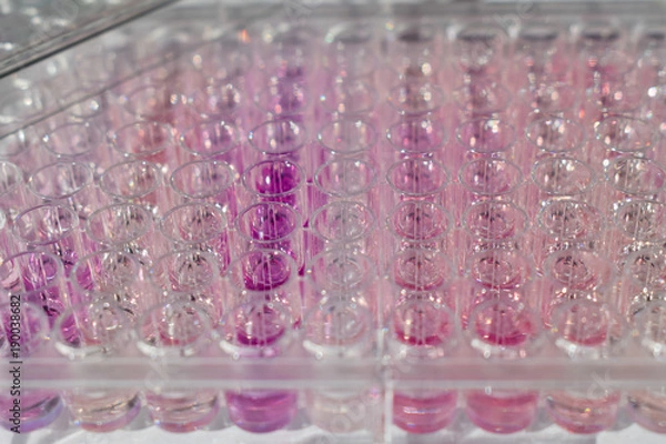Fototapeta A pink sample inside a 96 well plate 2
