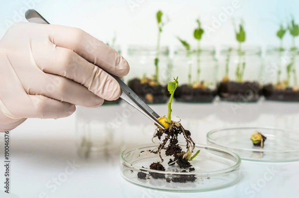 Fototapeta Scientist testing GMO plant in biological laboratory