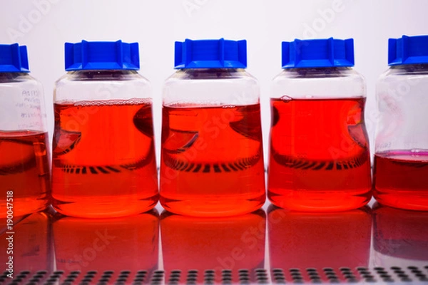 Obraz A Cell Medium with a blue cap in a cell culture cabinet