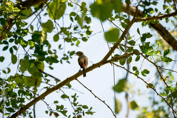 Fototapeta The small minivet is a small passerine bird. This minivet is found in tropical southern Asia