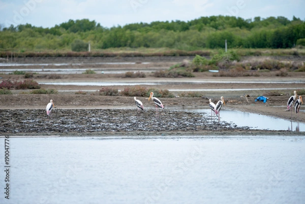 Obraz The painted stork is a large wader in the stork family. It is found in the wetlands of the plains of tropical Asia south of the Himalayas in the Indian Subcontinent and extending into Southeast Asia.