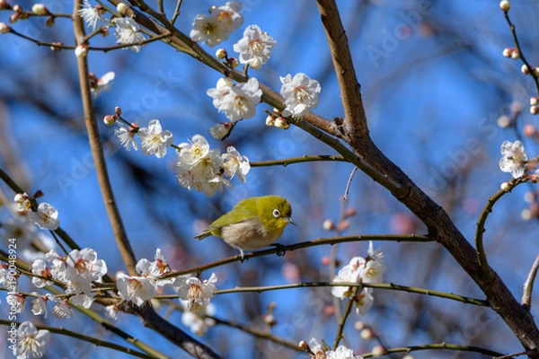 Obraz メジロと梅の花