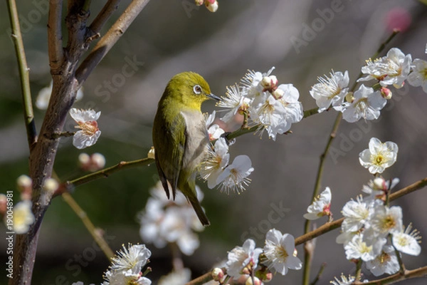 Obraz メジロと梅の花