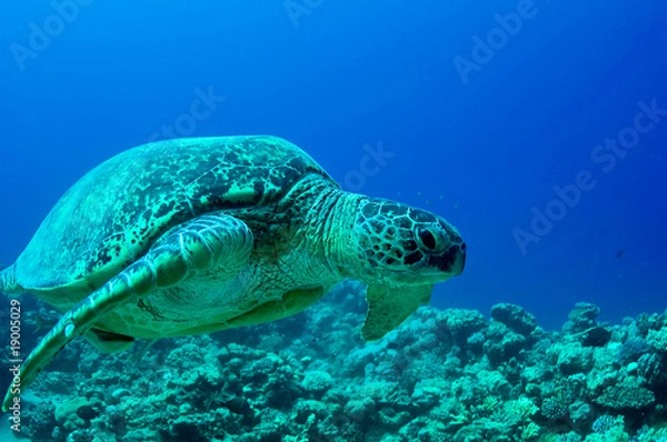 Fototapeta sea green turtle
