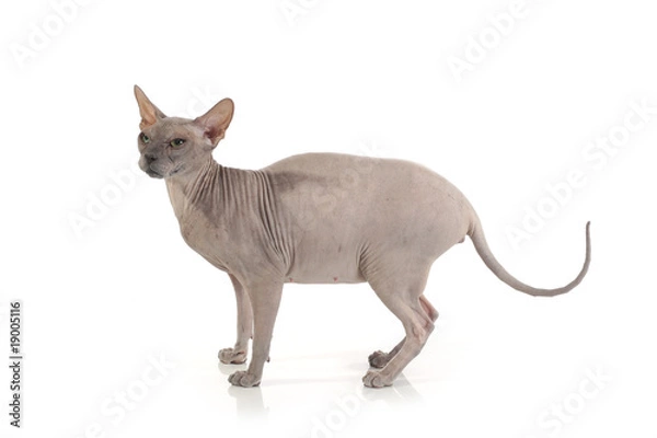 Fototapeta Egyptian Donskoy bald cat isolated on white background