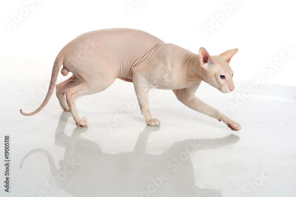 Fototapeta Peterbald hairless cat isolated on white background