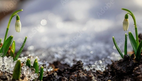 Obraz 残雪の中で輝く待雪草の花。希望と生命力を感じさせるネイチャーフレーム