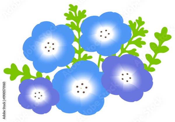 Obraz ネモフィラの花と葉のベクターイラストレーション。