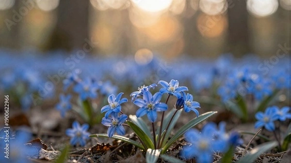 Obraz spring flowers in the forest