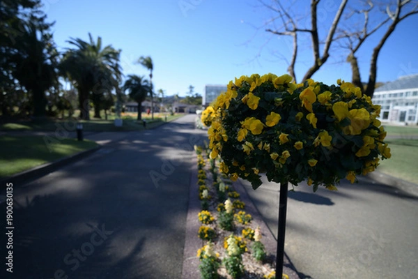 Obraz 青島の海岸通り