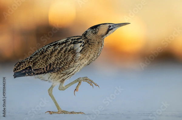 Obraz Great bittern bird ( Botaurus stellaris ) close up