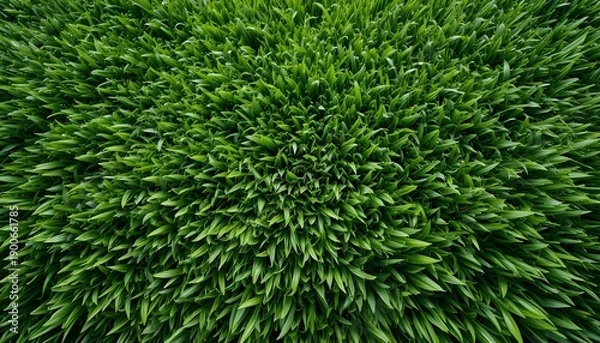 Obraz Artificial green grass texture background with natural turf pattern for design use