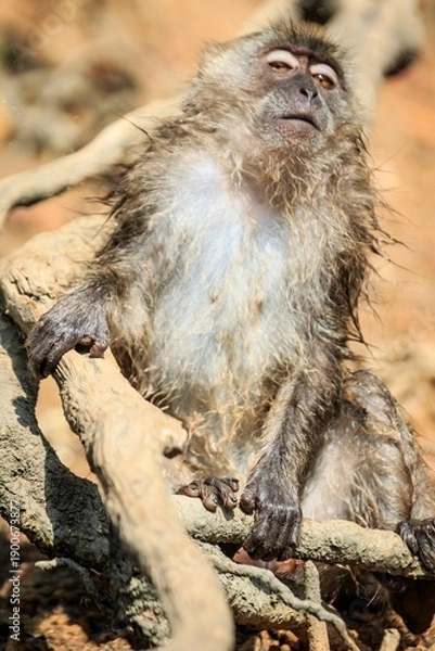Obraz Long-Tailed Macaque Resting on Tangled Roots