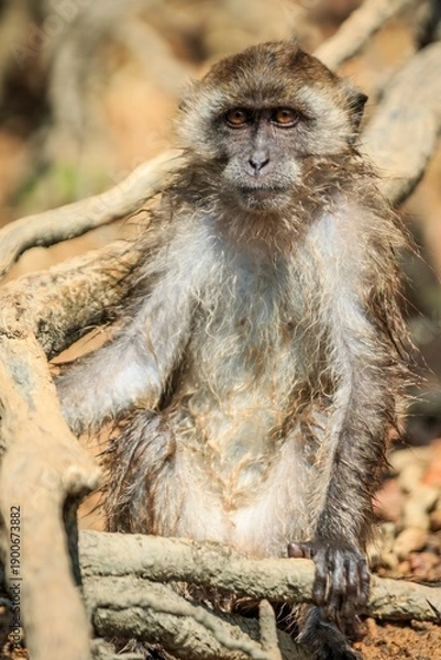 Obraz Long-Tailed Macaque Resting on Tangled Roots