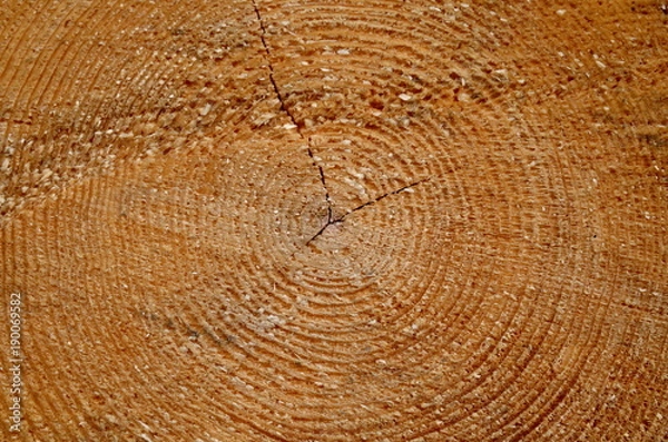 Obraz Tree trunk cut