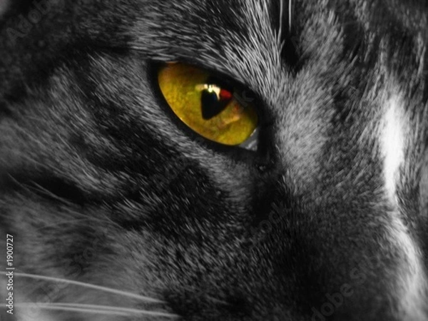 Fototapeta katzenauge