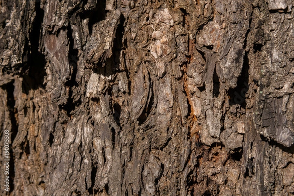 Obraz Arvore - Textura