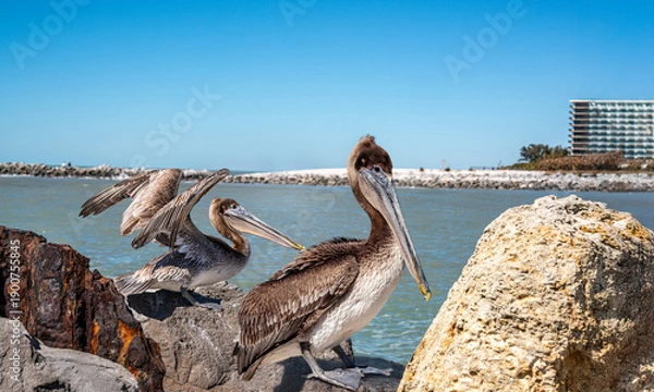 Obraz Pelicans on the beach