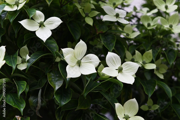 Obraz 森の白色の花　ヤマボウシ