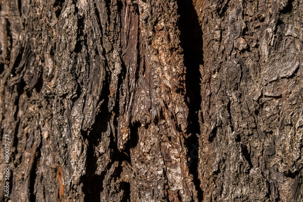 Obraz Arvore - Textura