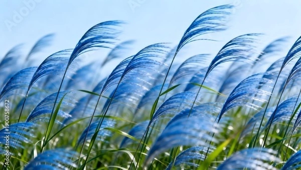 Obraz BlueGrassSwayingInWind