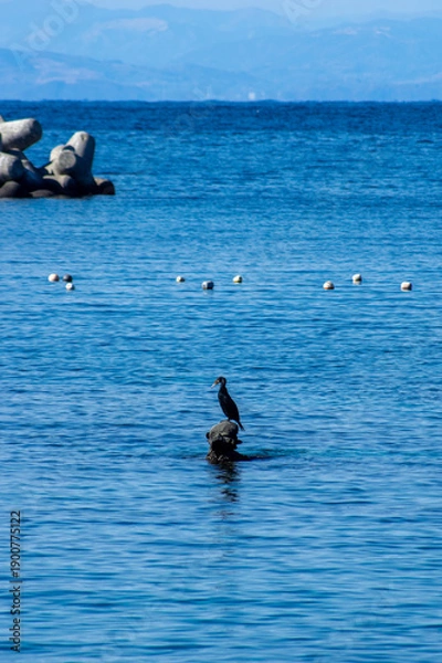 Obraz 三浦半島の鳥