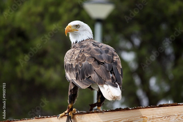 Fototapeta American Bald Eagle