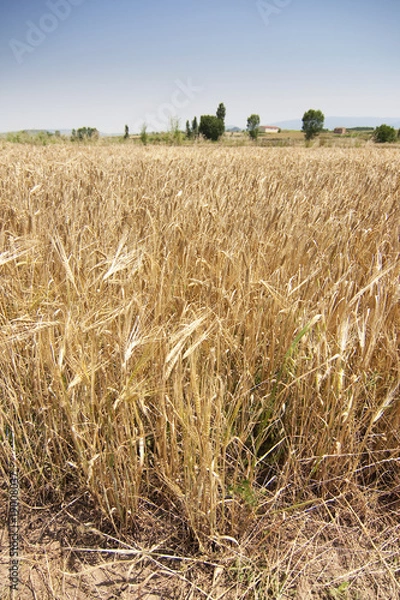 Fototapeta rural wheat