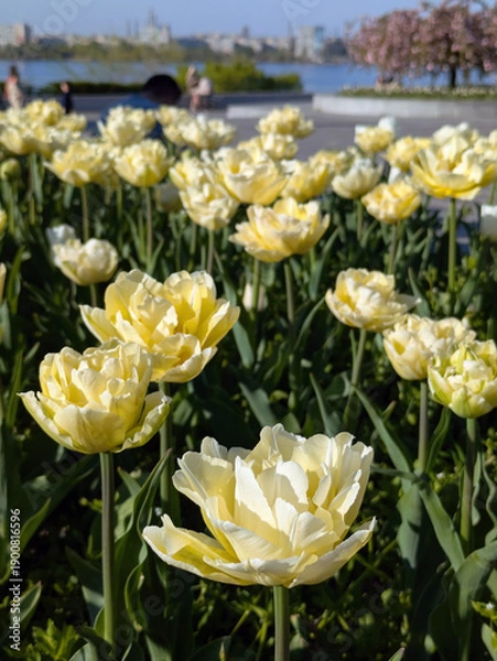 Obraz plant background from tulips