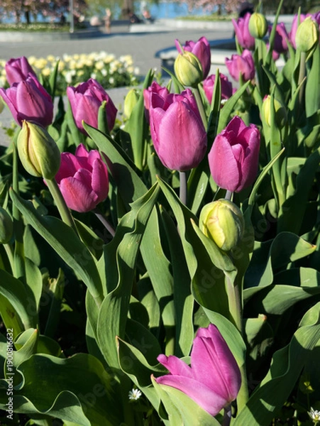 Obraz plant background from tulips