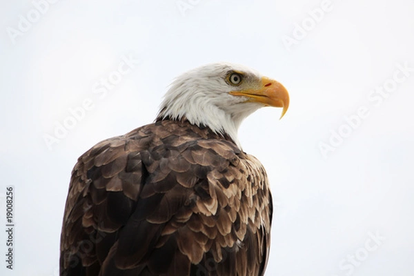 Fototapeta American Bald Eagle