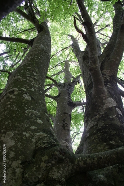 Obraz Source de l'Uredera