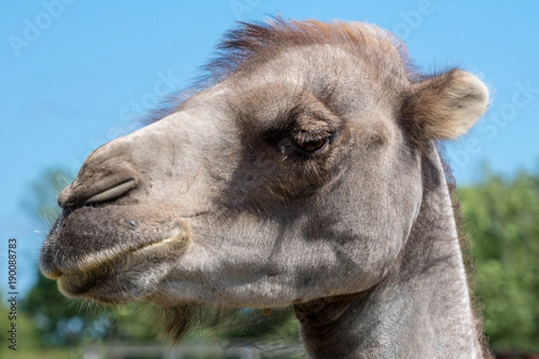 Obraz Portrait of a camel head against a blue sky