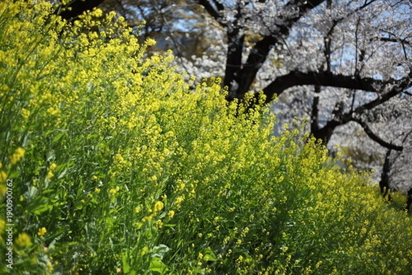 Obraz 川沿いのセイヨウカラシナとサクラ